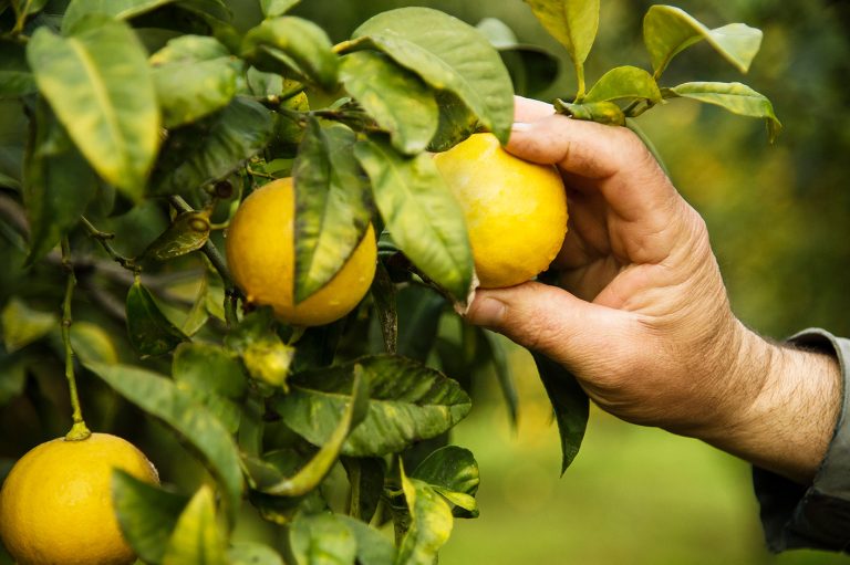 bergamot-(14)