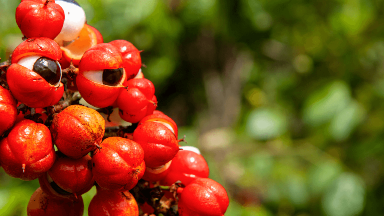 Guarana3