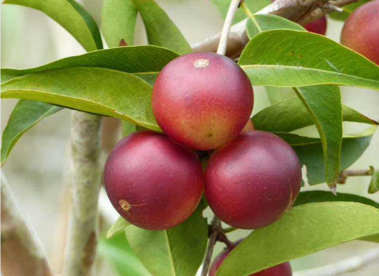 camucamu