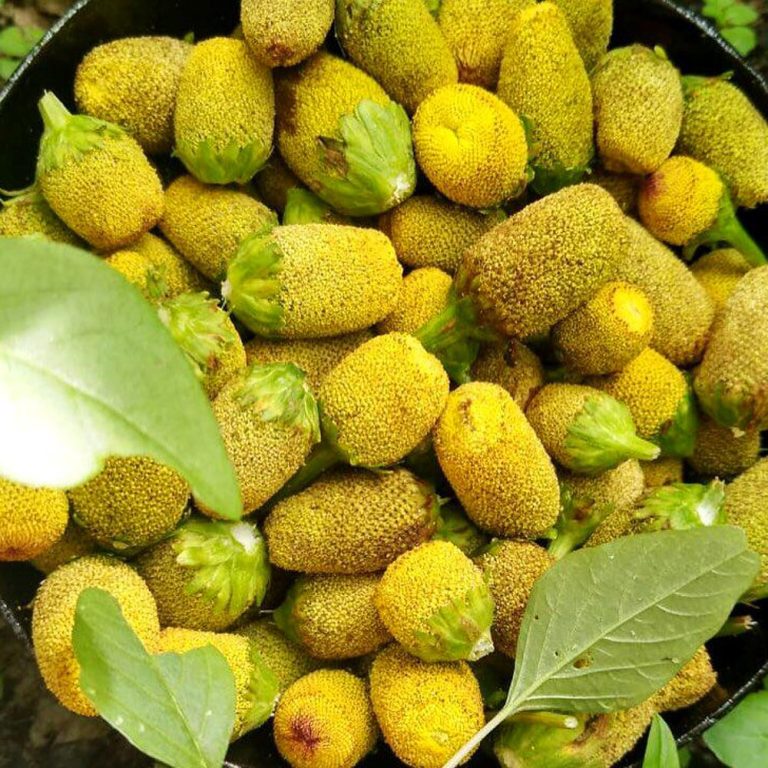 jambu