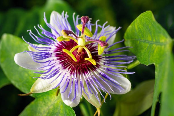 passiflora